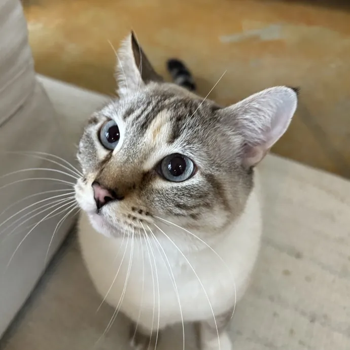 Niki P.
