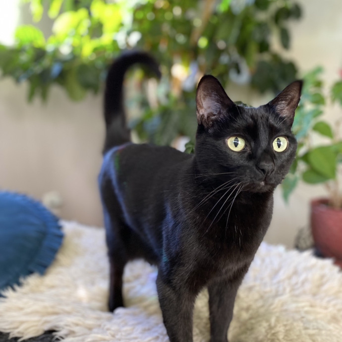 Cat Care Beyond Compare