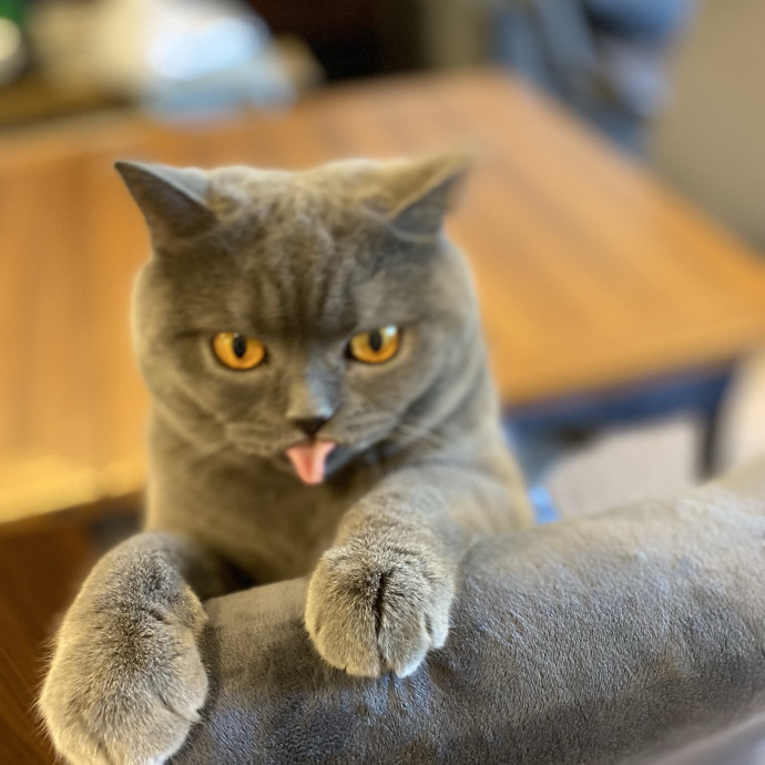 Cat Care Beyond Compare
