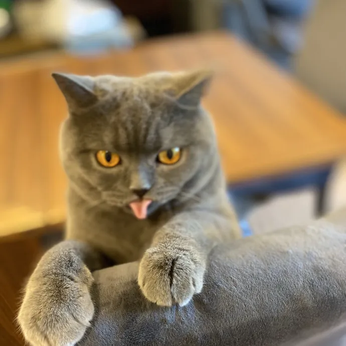 Cat Care Beyond Compare