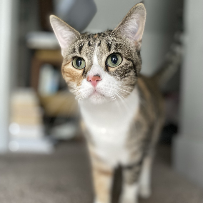 Cat Care Beyond Compare