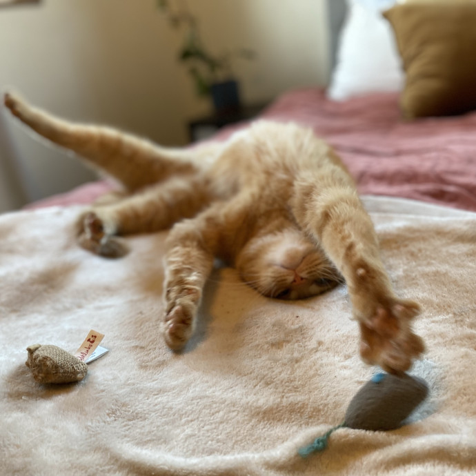Cat Care Beyond Compare