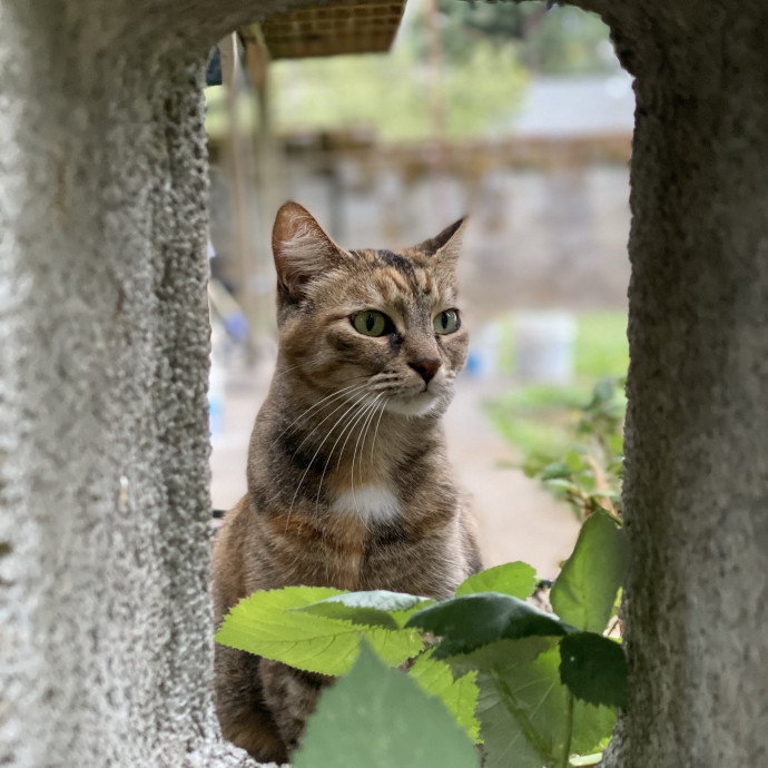 Cat Care Beyond Compare