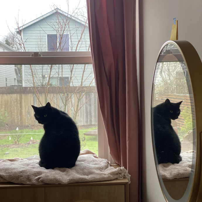 Cat Care Beyond Compare photo 3