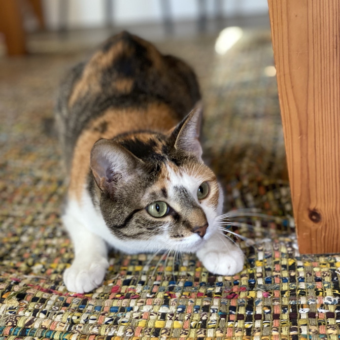 Cat Care Beyond Compare photo 2
