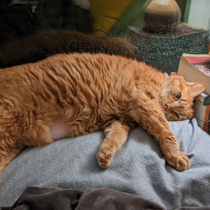 Lazarus The Cat Whisperer photo 3