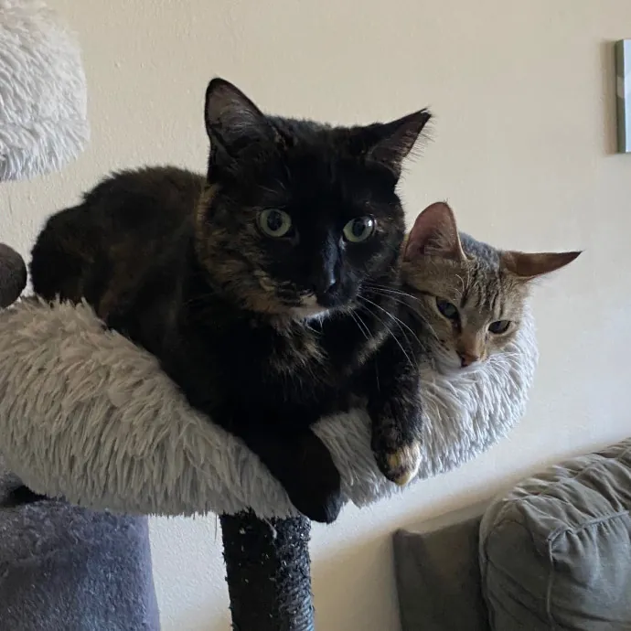 Emma's Cat Care photo 4