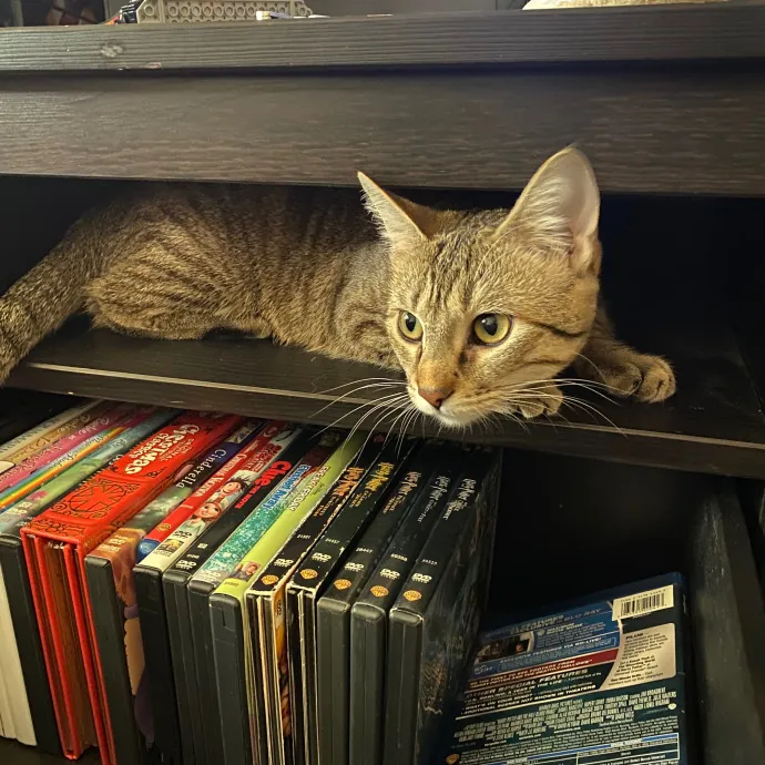 Emma's Cat Care photo 3