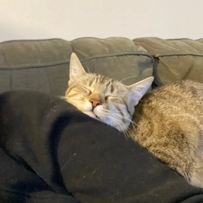 Emma's Cat Care photo 2