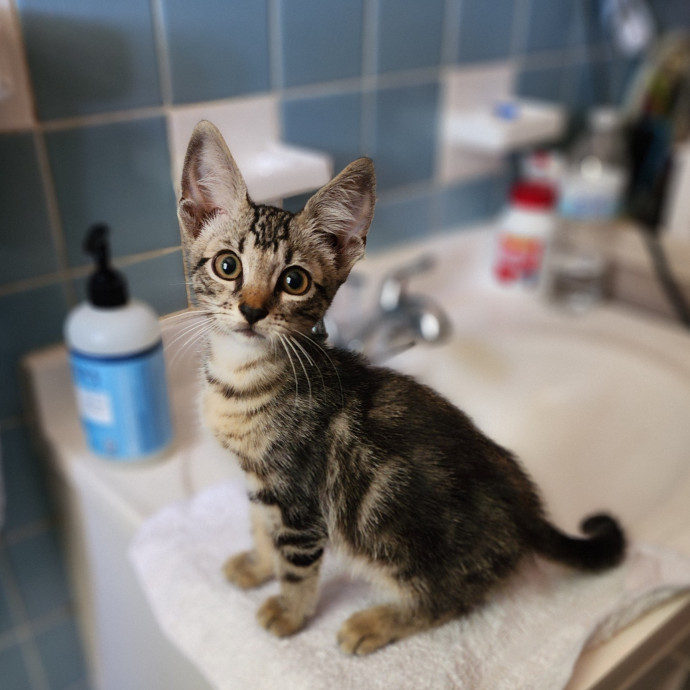 Ella's Pawsitively Purrfect Cat Care