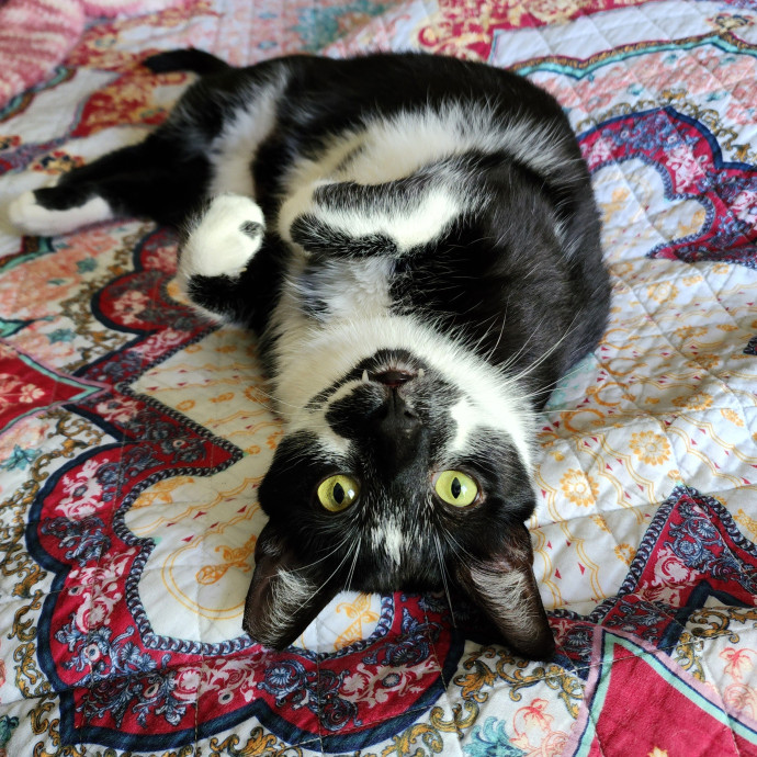 Ella's Pawsitively Purrfect Cat Care