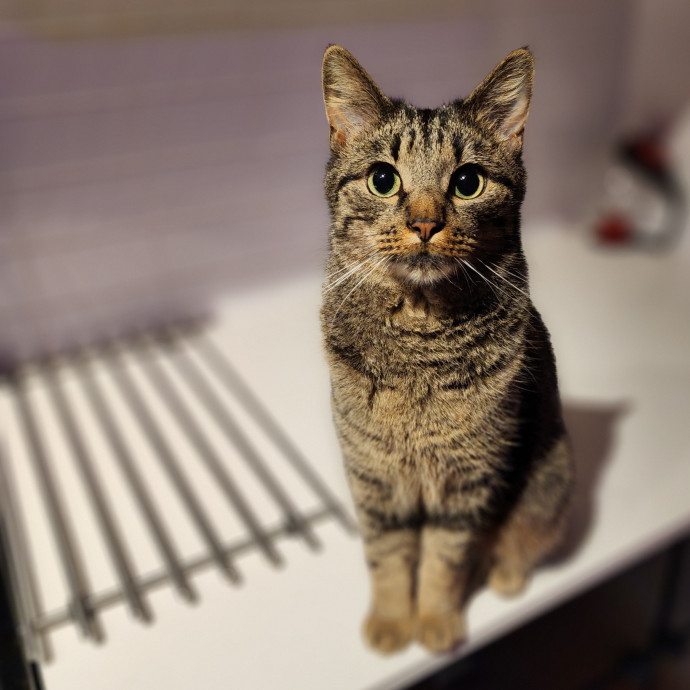 Ella's Pawsitively Purrfect Cat Care