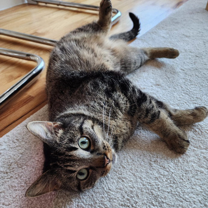 Ella's Pawsitively Purrfect Cat Care