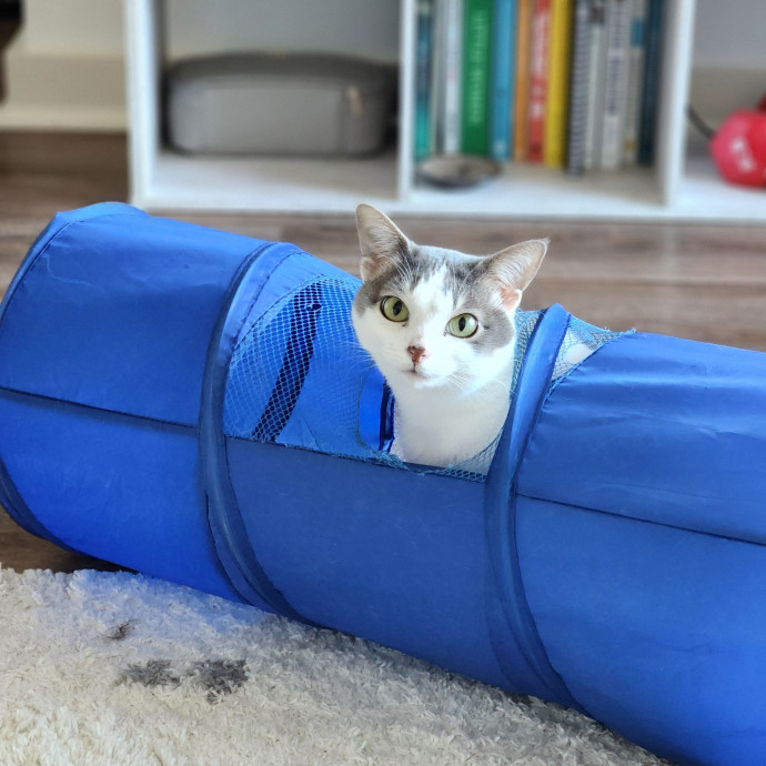 Ella's Pawsitively Purrfect Cat Care