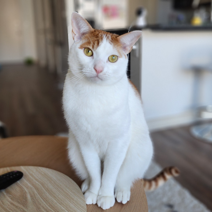 Ella's Pawsitively Purrfect Cat Care