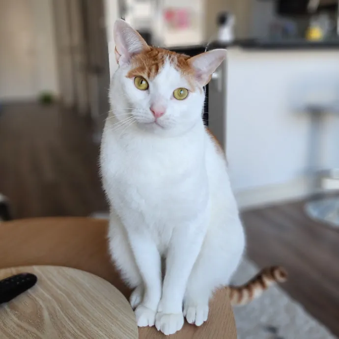 Ella's Pawsitively Purrfect Cat Care