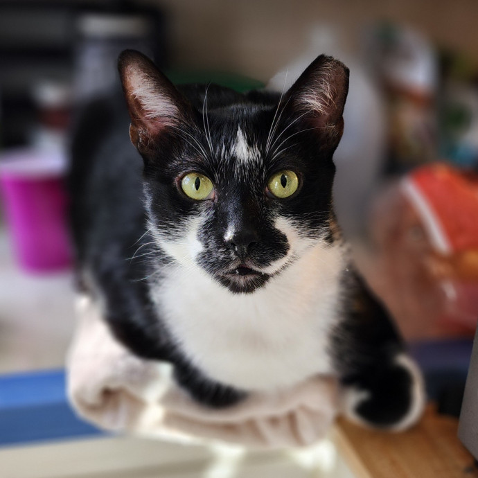 Ella's Pawsitively Purrfect Cat Care