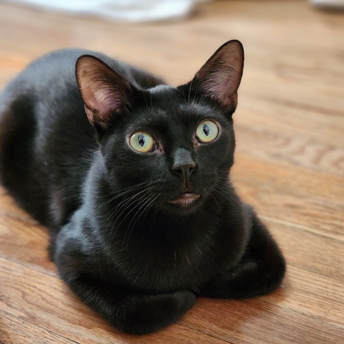 Ella's Pawsitively Purrfect Cat Care