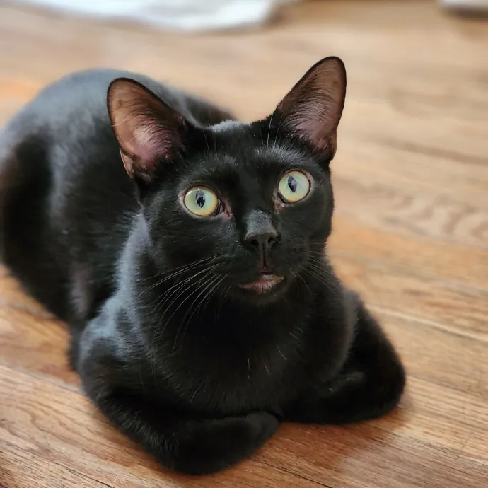 Ella's Pawsitively Purrfect Cat Care