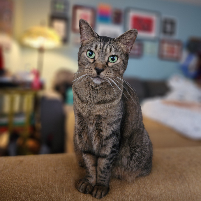 Ella's Pawsitively Purrfect Cat Care