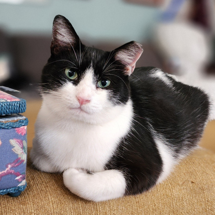 Ella's Pawsitively Purrfect Cat Care