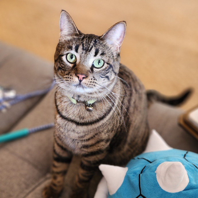 Ella's Pawsitively Purrfect Cat Care