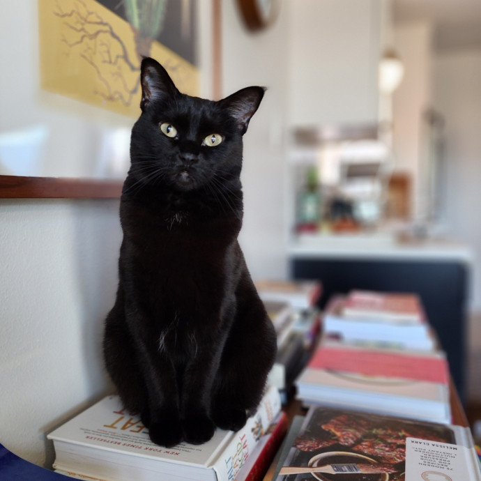 Ella's Pawsitively Purrfect Cat Care