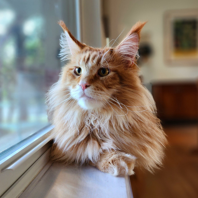 Ella's Pawsitively Purrfect Cat Care