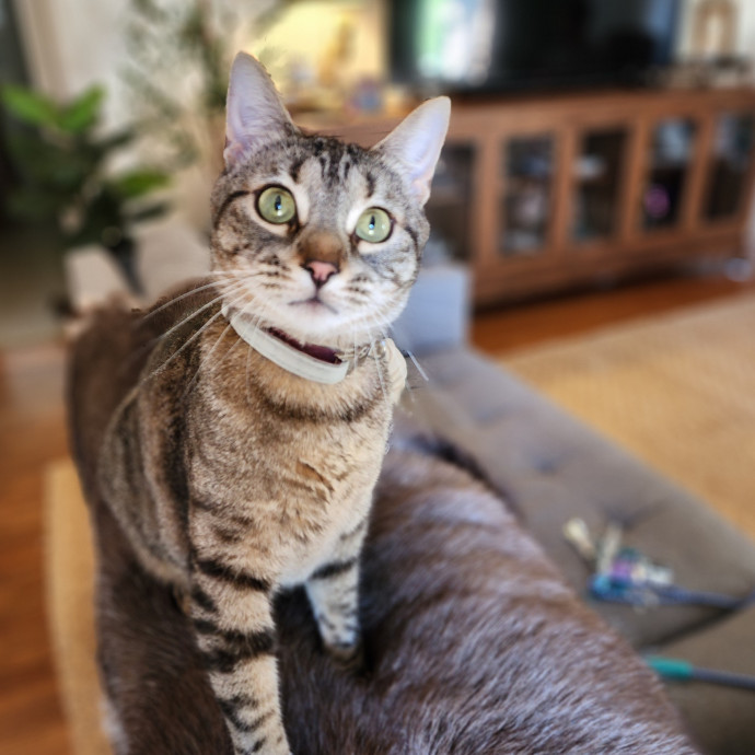 Ella's Pawsitively Purrfect Cat Care