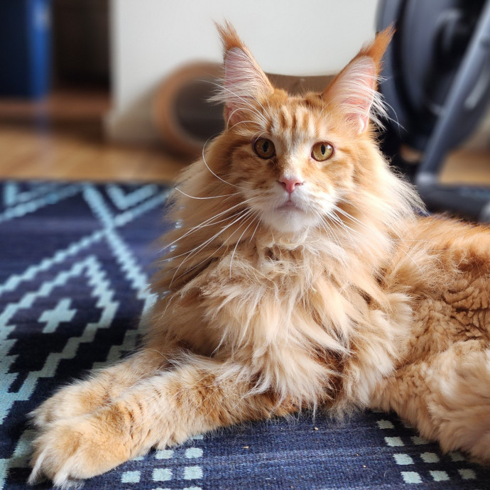 Ella's Pawsitively Purrfect Cat Care photo 3