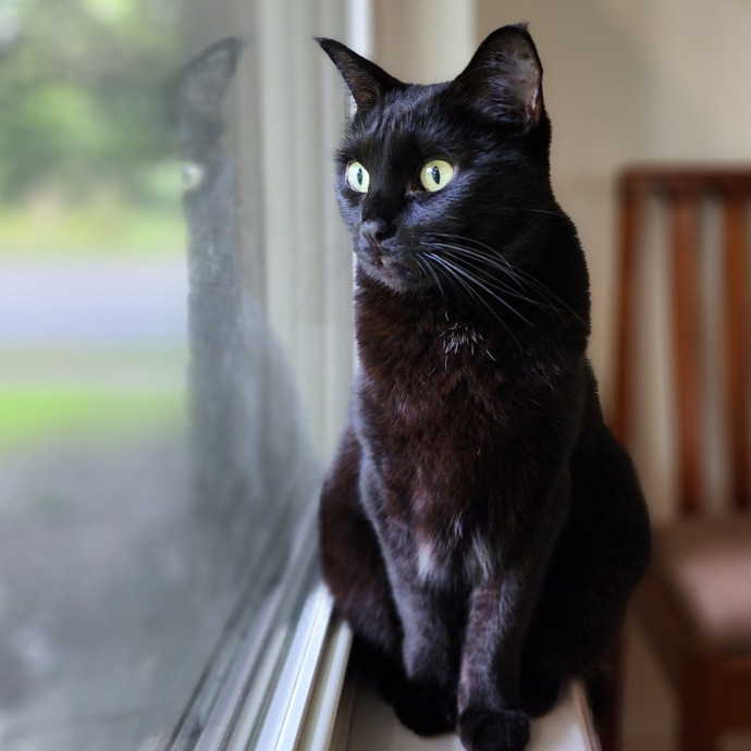 Ella's Pawsitively Purrfect Cat Care photo 2