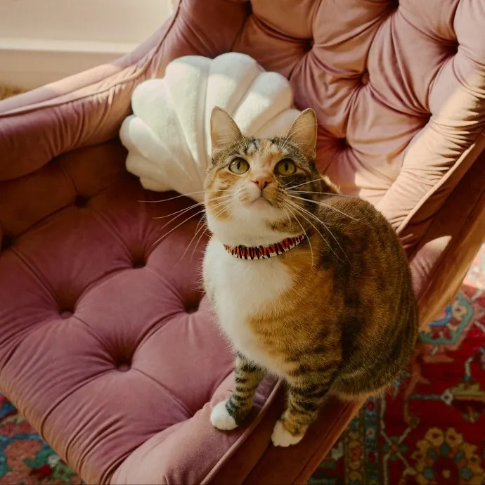 Kimberly's Chonk And Slonk Daycare photo 2