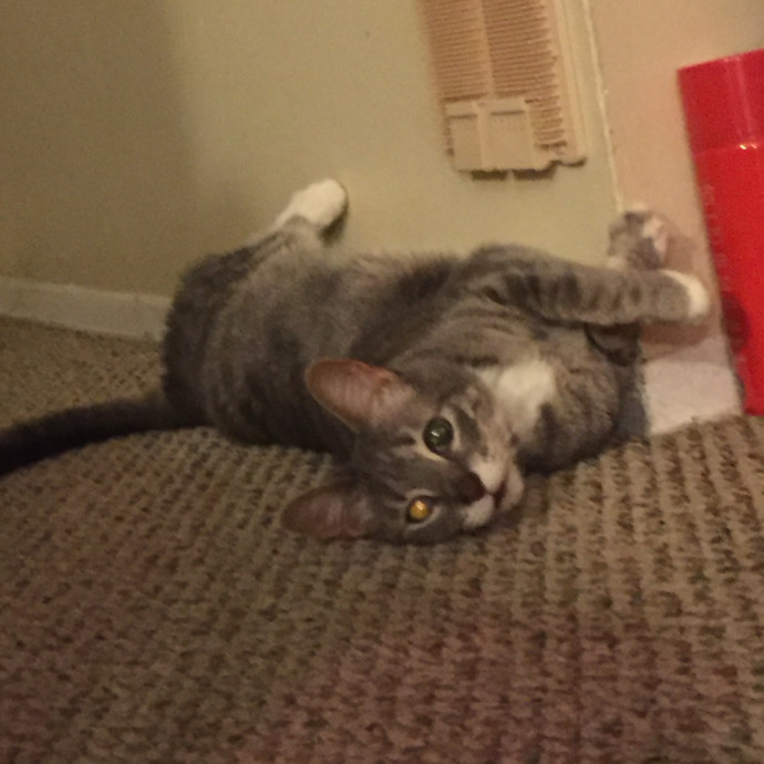 Friendly Feline Sitter