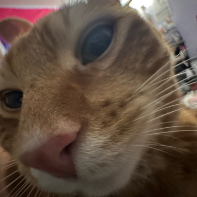 Friendly Feline Sitter