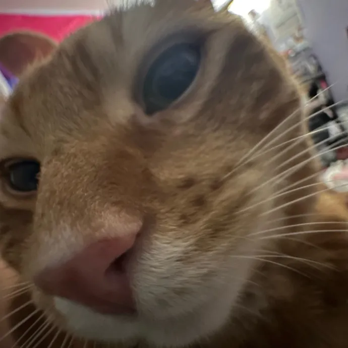 Friendly Feline Sitter