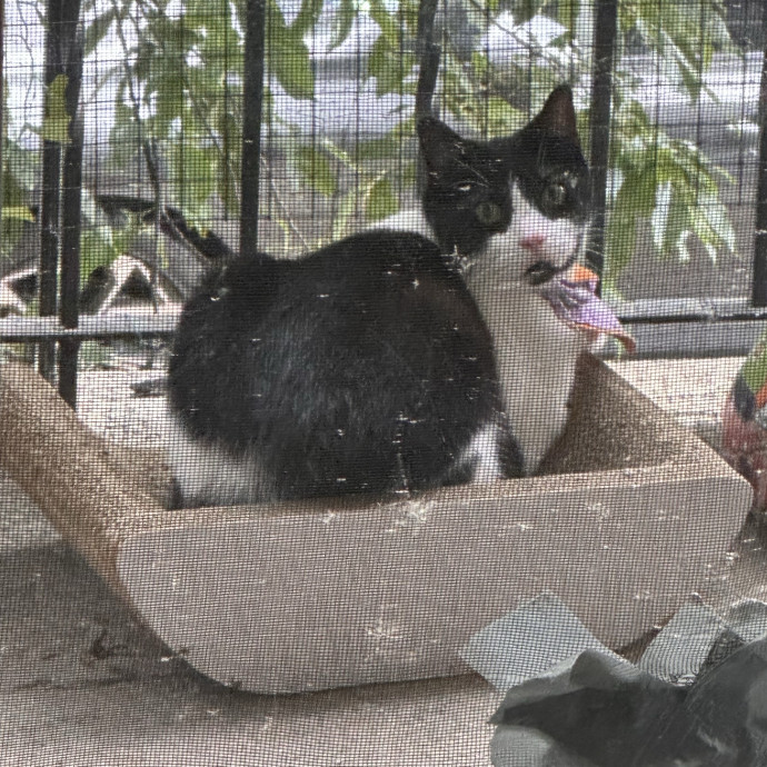 Friendly Feline Sitter