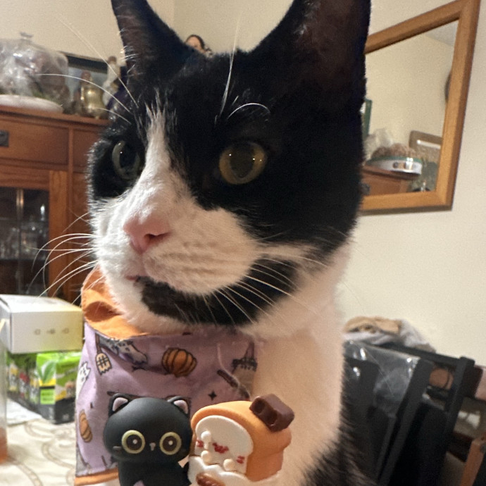 Friendly Feline Sitter