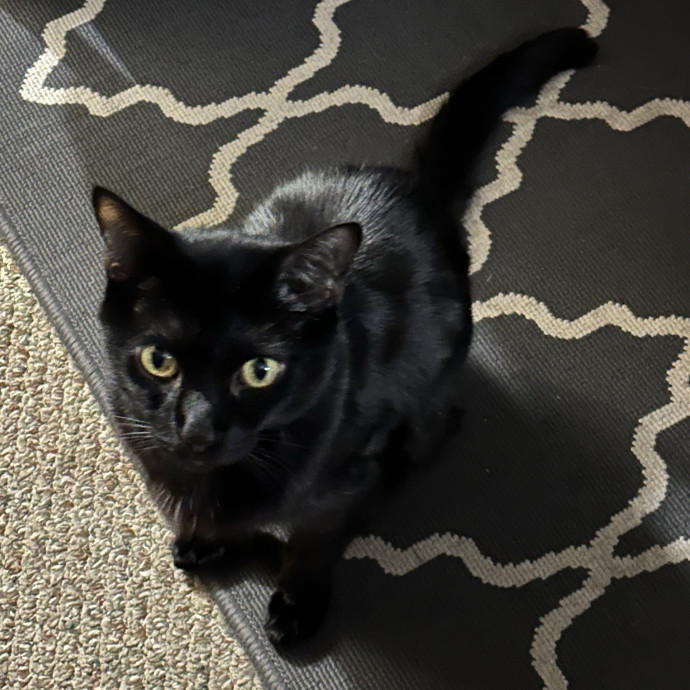 Friendly Feline Sitter