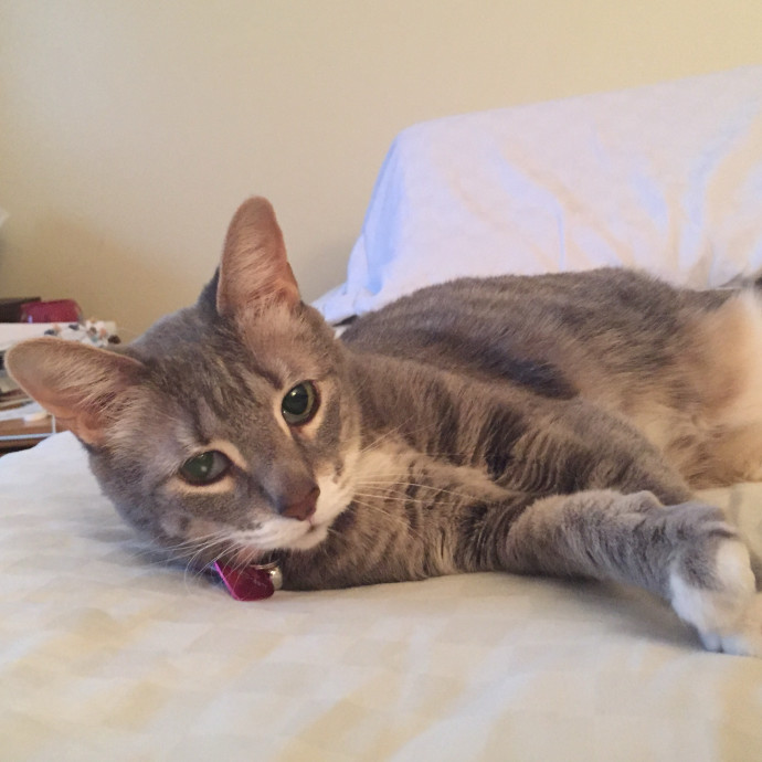 Friendly Feline Sitter photo 2