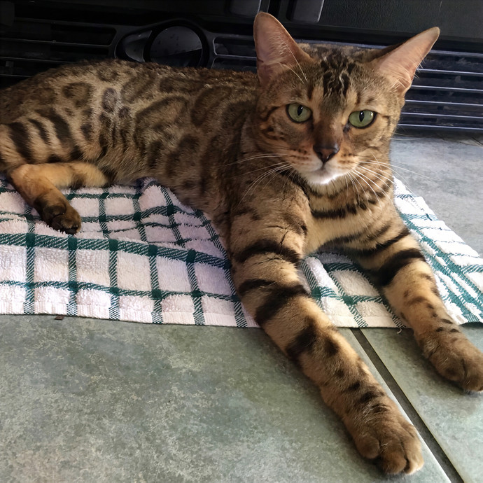 Paws And Purrs Kitty Sitting