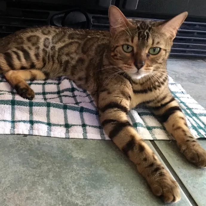 Paws And Purrs Kitty Sitting