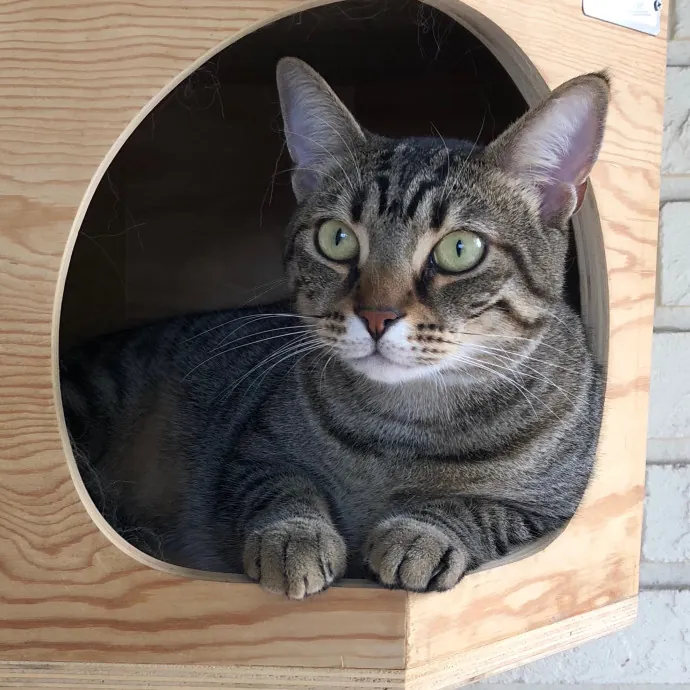 Paws And Purrs Kitty Sitting