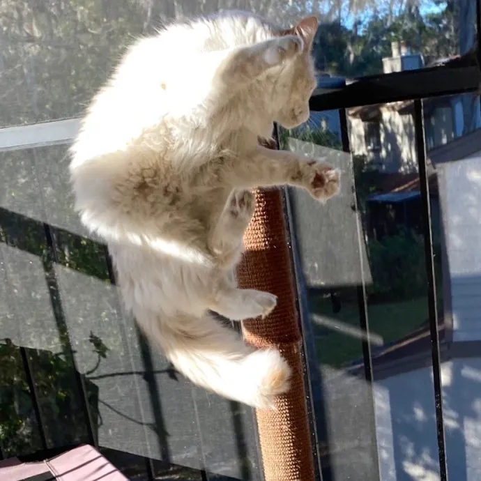 Paws And Purrs Kitty Sitting