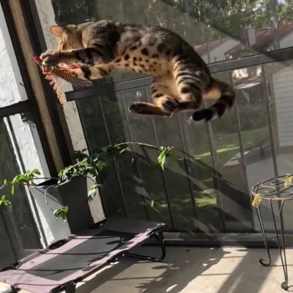 Paws And Purrs Kitty Sitting