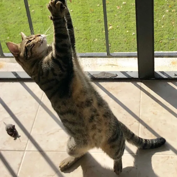 Paws And Purrs Kitty Sitting