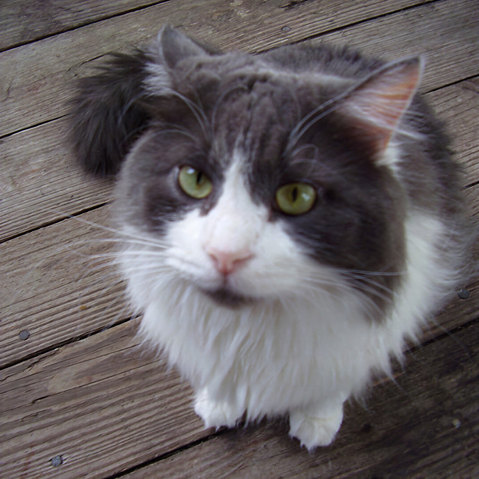 Paws And Purrs Kitty Sitting