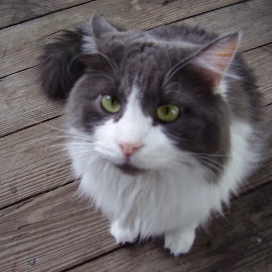 Paws And Purrs Kitty Sitting