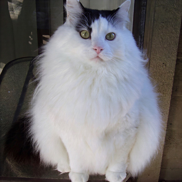 Paws And Purrs Kitty Sitting