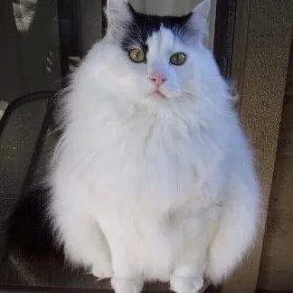 Paws And Purrs Kitty Sitting