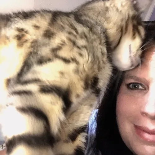 Paws And Purrs Kitty Sitting photo 3